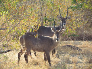 Two waterbuck (Kobus ellipsiprymnus) in a thicket, Selous, Tanzania