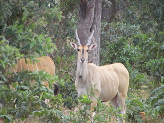 Common eland (Taurotragus oryx), Selous, Tanzania