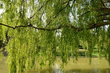 Tree above lake in Pamplona, Spain
