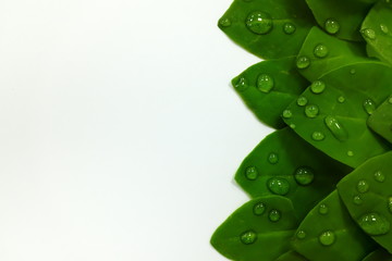 Green leaves with water drops in white background