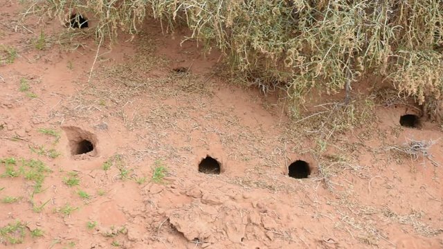 The hole in the sand dunes of the United Arab Emirates of a nocturnal lizard or rodent. Not to be found in the daytime. 