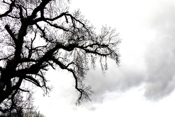 Bare tree branches on white background. Silhouette. Contrast.	