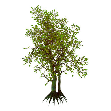 Egyptian Carissa Tree - Carissa edulis or Natal Plum tree is native to eastern and southern Africa and has edible fruits.