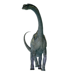 Sauroposeidon Dinosaur Front - Sauroposeidon was a sauropod herbivorous dinosaur that lived in North America during the Cretaceous Period.