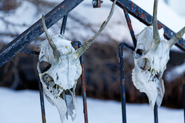 two skeletal heads from animals mounted on an iron gate