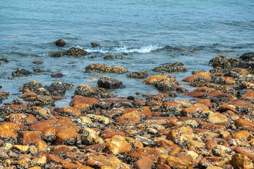 Newcastle, Australia - December 10, 2009: Closeup of rust-colored rocks forming stretch of beach. Black and white spots by shellfish. Blue South Pacific Ocean water.