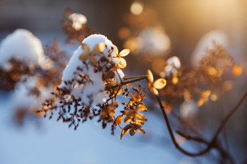 broken tree branch with leaves in backlight with snow, sunlight and bokeh backround