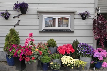 Fototapeta na wymiar Home flower garden in Norway
