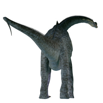 Sauroposeidon Dinosaur Tail - Sauroposeidon was a sauropod herbivorous dinosaur that lived in North America during the Cretaceous Period.