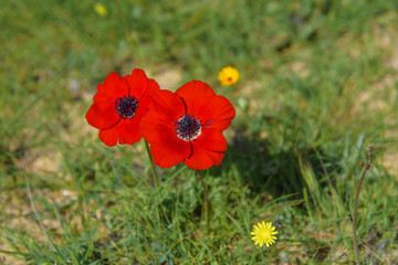 Wildflowers Anemone coronaria in Bitronot Ruhama Kurkar Nature Reserve