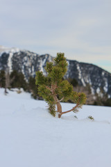 Little pine coming out of the snow vertical. Nature and vegetation concept
