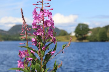 Fireweed in Norway