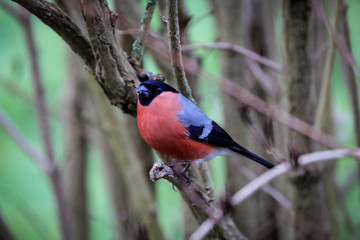 bird on a branch