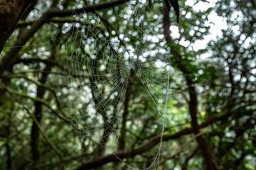 Spider cobweb with water droplets. Forest as a backgroung. Anaga, Tenerife