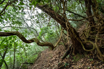 Curved old tree branches with on a background of trail and trees, in the forest of Anaga, Tenerife