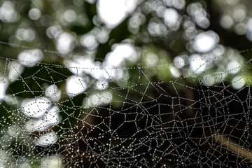 Spider web with water droplets. Dark forest as a backgroung. Anaga, Tenerife
