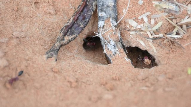 A zoom in of a team of Sahara Desert Ants (Cataglyphis bicolor) digging out an ant hill in the sand dunes in Ras al Khaimah, United Arab Emirates.