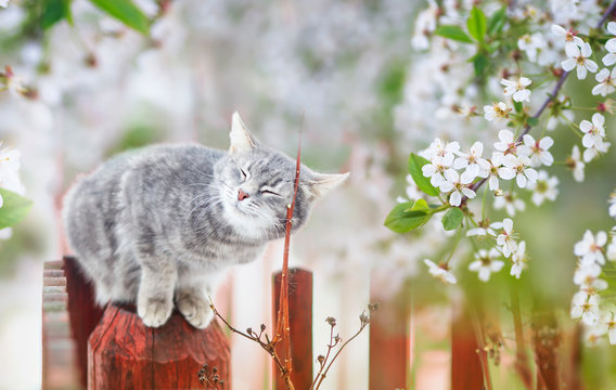portrait of a cute striped cat sitting in a may Sunny garden under cherry branches with white flowers