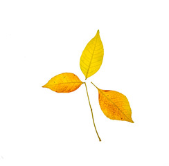 Yellow-orange autumn carved leaves isolated on white background