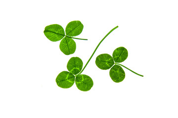 Clover plant leaves on a white background