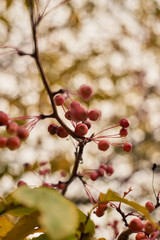 Rowan in the City Park
