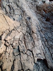 driftwood wood old aged