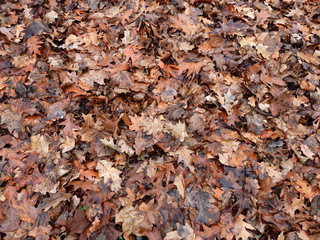 wet brown last year's maple and oak foliage background