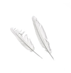 White bird feather isolated on white background close-up