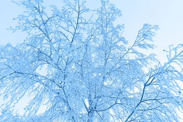 winter forest in white snow with blue sky