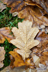 A Leaf on the Ground