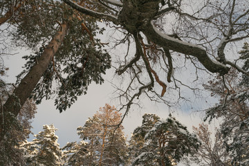 Photography of the beauty of nature within winter time. Evergreen trees had been covered by snow. Concepts of Russian extreme tourism.