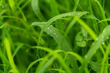 wet grass background