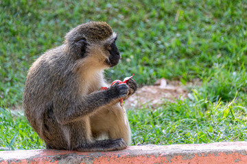Vervet monkey (Chlorocebus pygerythrus) eating a discarded sweet lollipop