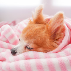 Closeup facing young brown puppy dog, Lovely chihuahua sleep in sweet pink blanket with flare warm  backlight in winter season