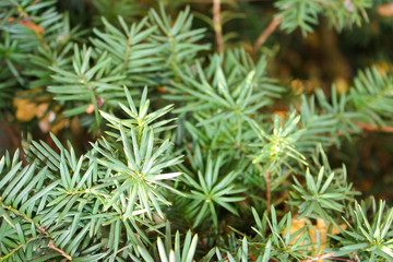 Green plant with sharp leaves