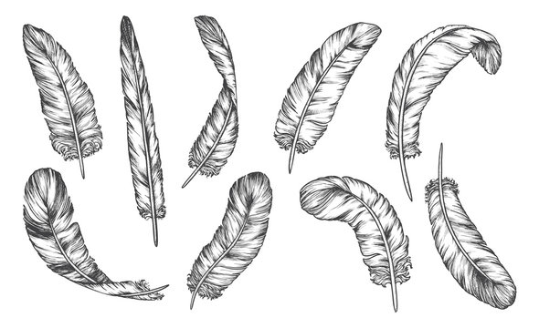 Hand Drawn Sketch Feathers, Bird Plumage And Quill