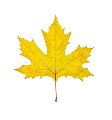 Obraz premium Yellow autumn maple leaf isolated on white background