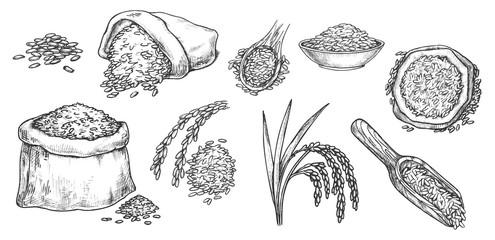Sketch wheat grain, rye and barley flour in sack
