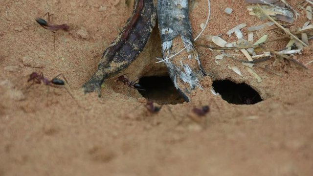 A close up of a team of Sahara Desert Ants (Cataglyphis bicolor) digging out an ant hill in the sand dunes in Ras al Khaimah, United Arab Emirates.
