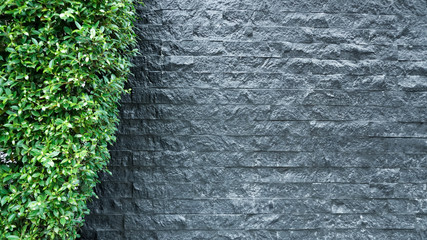 gray brick wall and leaf wall background. 