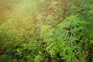 Cannabis Plants with Marijuana Buds Growing Outdoor and sunlight