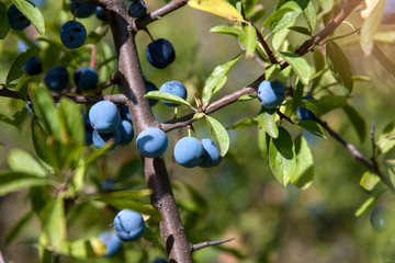 Fruta silvestre