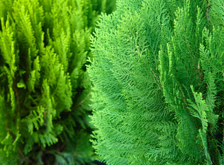 Japanese cypress (Chamaecyparis obtusa)  or Hinoki Cypress branch, Christmas evergreen background.