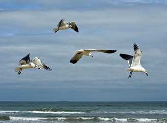 Seagulls in patterned flight 