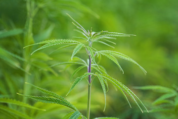 Marijuana Field. Marijuana leaves, cannabis on a green background, beautiful background, oudoor cultivation