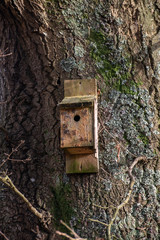 Bird House nailed to tree