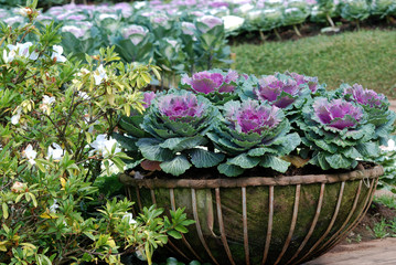 Ornamental Kale cabbage on winter season.