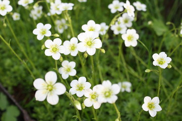 blooming white color flowers in the country