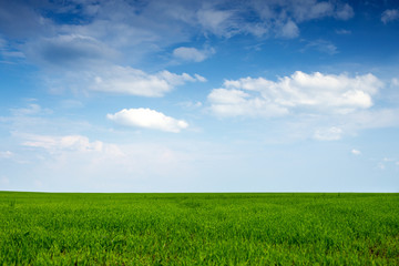 Beautiful endless field of green young sprouted grass against a blue sky with large white cirrus clouds on a sunny spring warm day, summer landscape for a desktop screensaver
