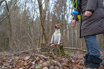 Jack Russell Terrier for a walk in the autumn forest.